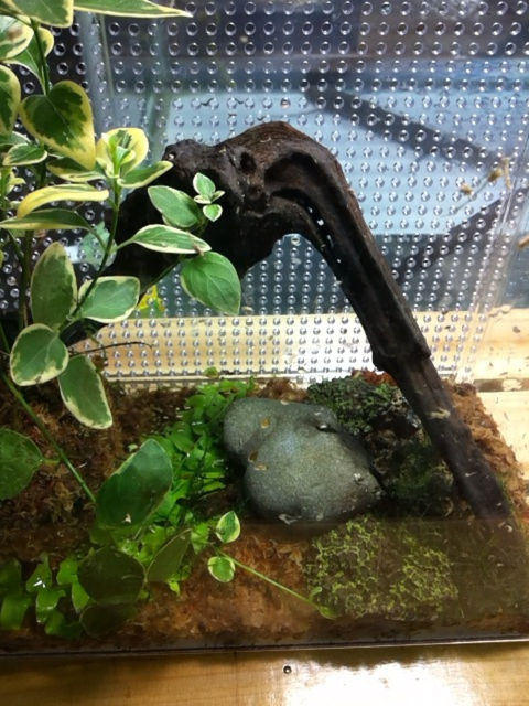 名古屋レプタイルズワールド2012_f0109257_434767.jpg
