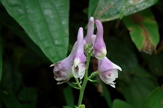 秋の六甲高山植物園－３_a0030958_23454581.jpg