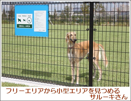 新横浜公園ドッグランオープンレポ！_b0219358_2316574.jpg