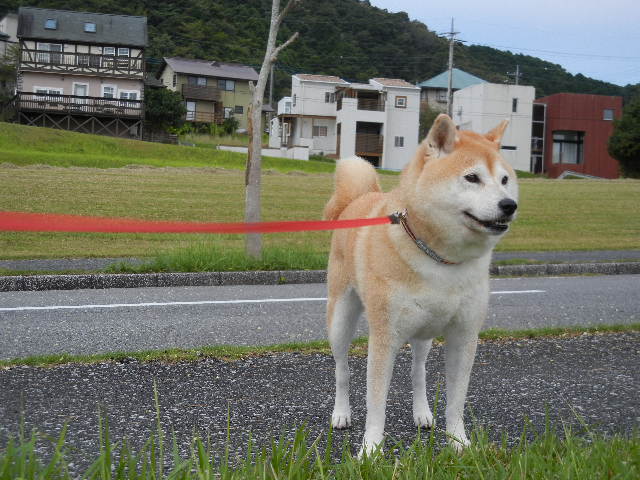 ’12,9,26(水)個展と美味しい秋!_f0060461_1114685.jpg