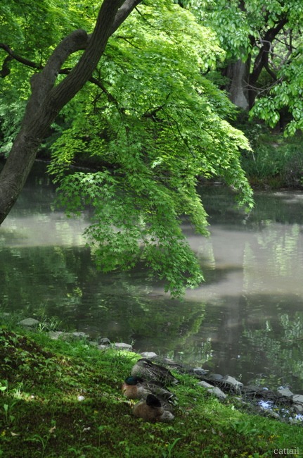 Reflection Green 　　　　　-2012.5.13 京都府立植物園。_e0125762_0442421.jpg