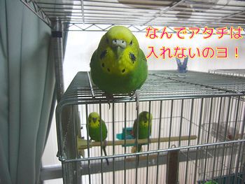 インコ友達さんいらっしゃいませー！_f0196665_97611.jpg