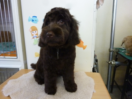 オーストラリアンラブラドゥードゥルのジェイクちゃん その他の犬種のお部屋
