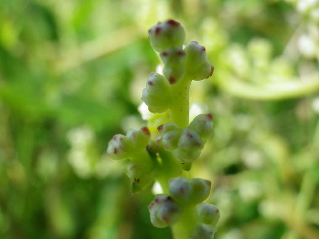 『河川敷で最強の植物？』_d0054276_20343472.jpg