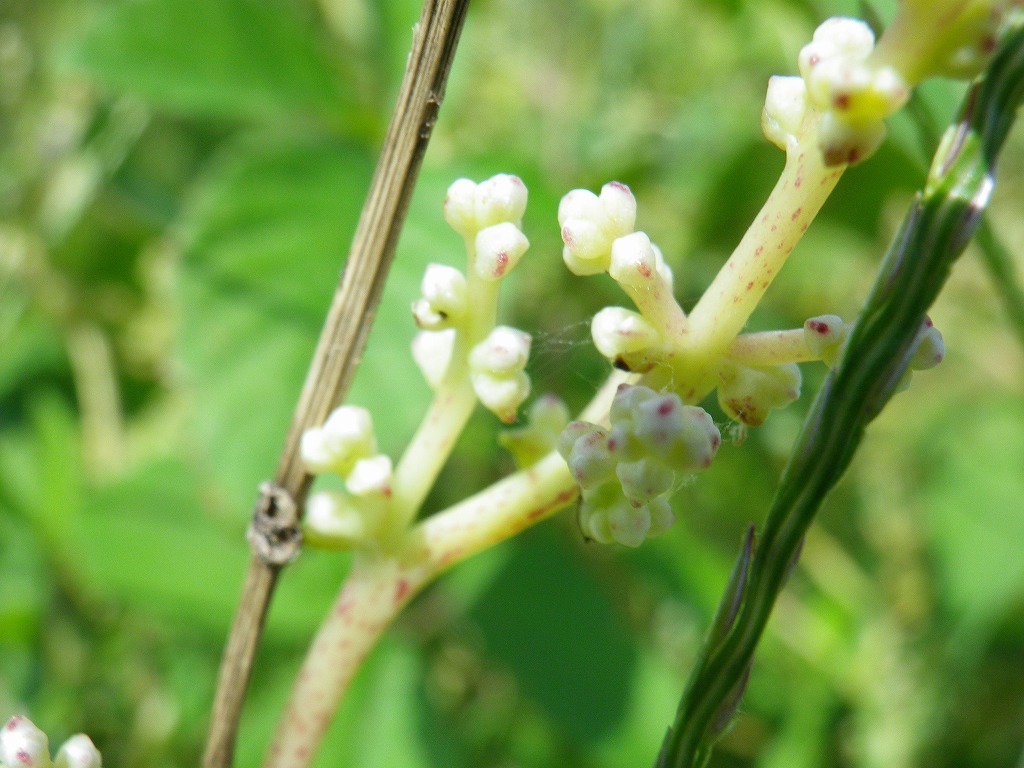 河川敷で最強の植物 自然風の自然風だより 河川敷で最強の植物 自然風の自然風だより