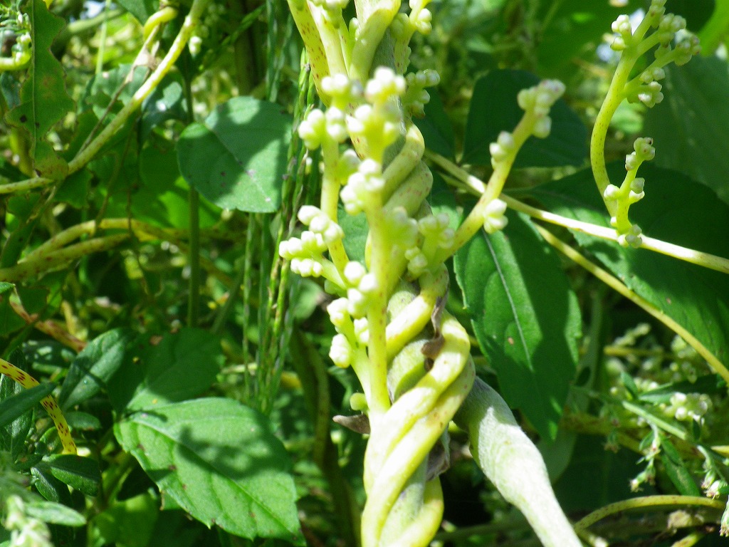 河川敷で最強の植物 自然風の自然風だより 河川敷で最強の植物 自然風の自然風だより