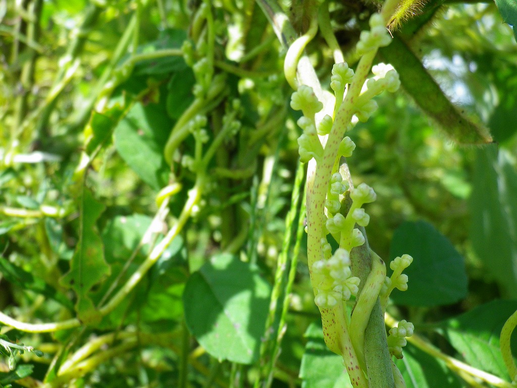 河川敷で最強の植物 自然風の自然風だより 河川敷で最強の植物 自然風の自然風だより