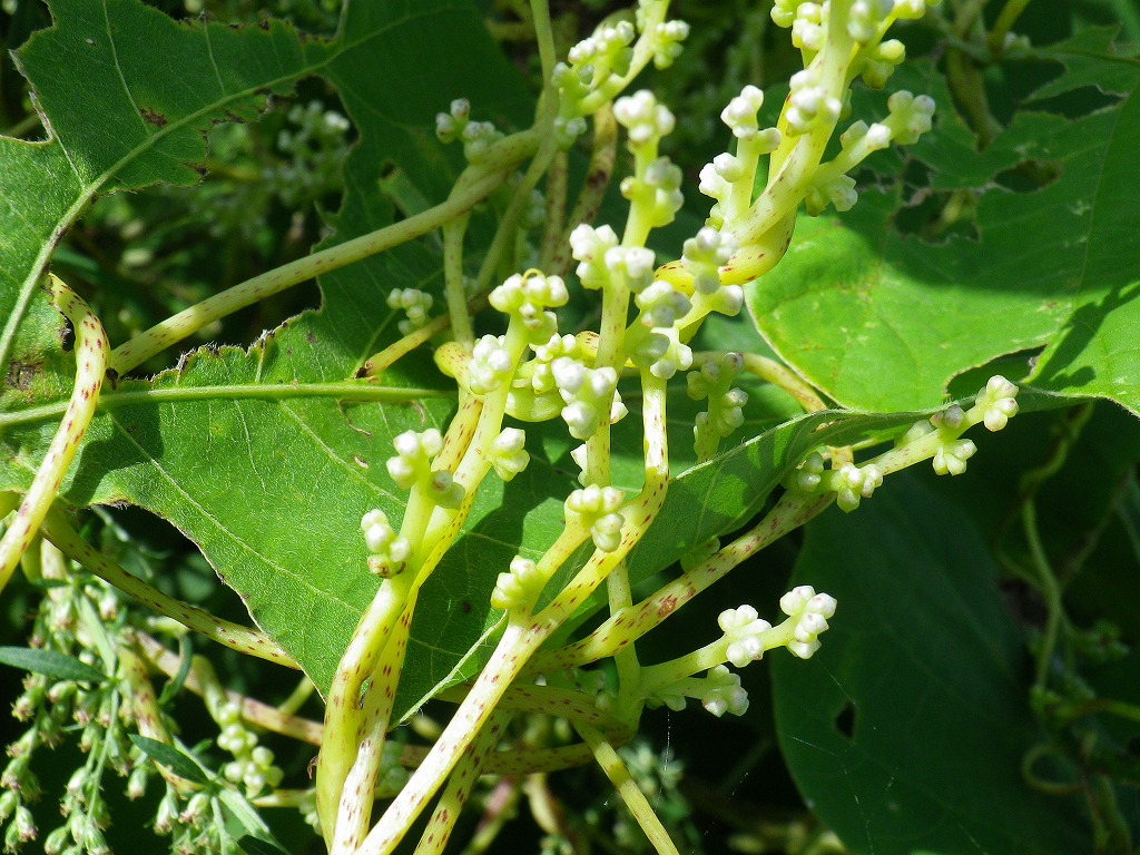 河川敷で最強の植物 自然風の自然風だより 河川敷で最強の植物 自然風の自然風だより