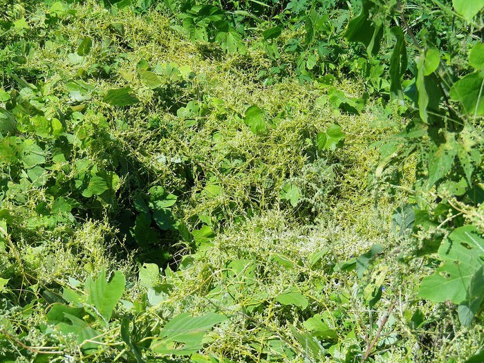 河川敷で最強の植物 自然風の自然風だより 河川敷で最強の植物 自然風の自然風だより