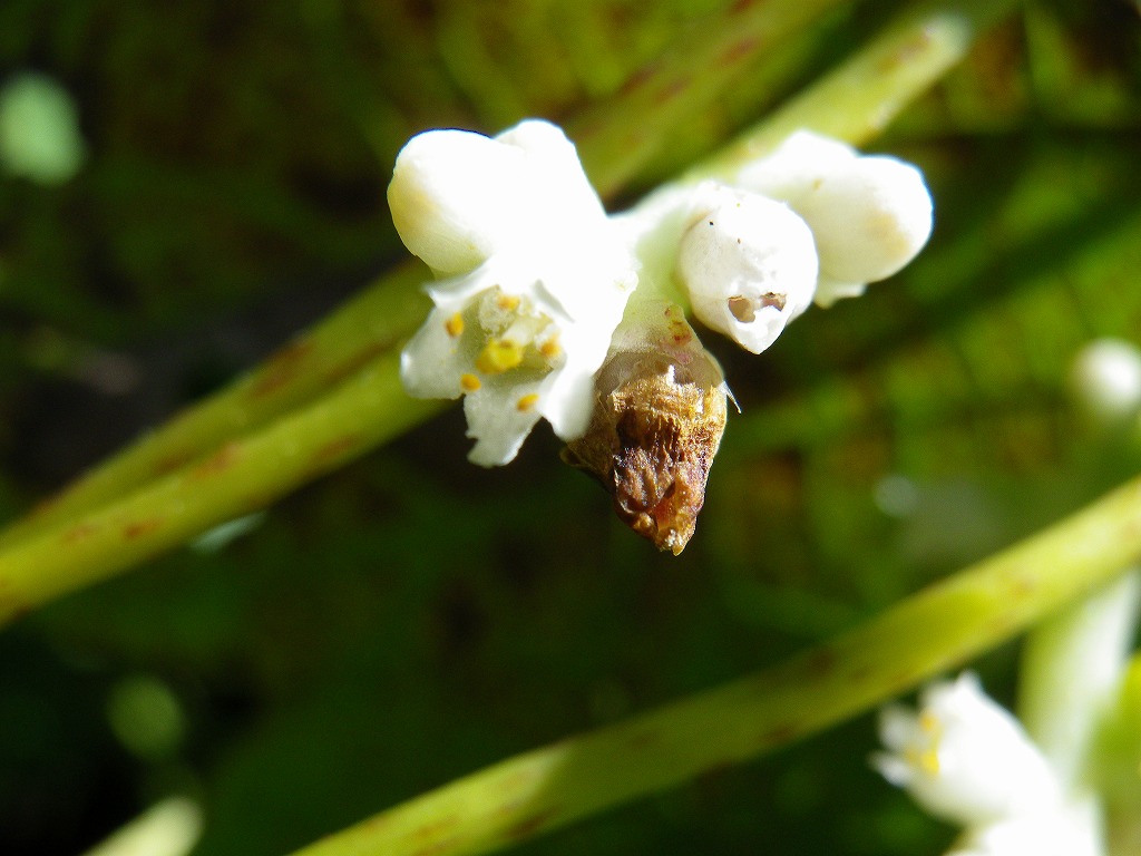 河川敷で最強の植物 自然風の自然風だより 河川敷で最強の植物 自然風の自然風だより