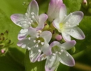 ミゾソバの花とチェルノブイリの原発事故その後の健康被害_e0148077_1420381.jpg