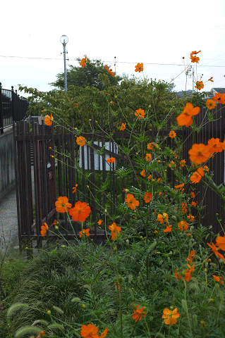 a0275782_201052100.gif