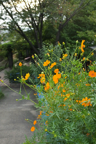 a0275782_20113955.gif