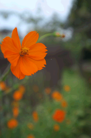 a0275782_2095396.gif