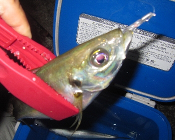 f0003283_21503229.jpg