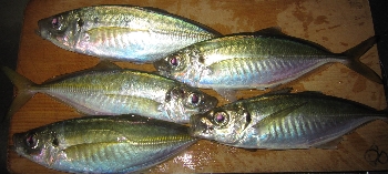 f0003283_2151337.jpg