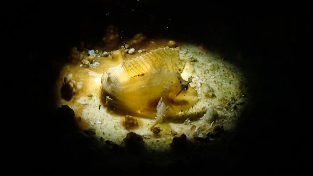 e0064291_6215558.jpg