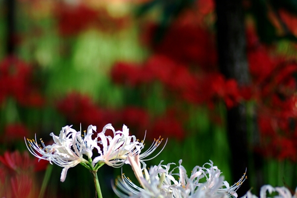 伊勢崎 早川渕 彼岸花のさと 2012_b0177607_1581177.jpg