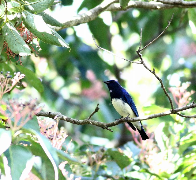 オオルリ成鳥の動きを・・・_c0213607_19481445.jpg