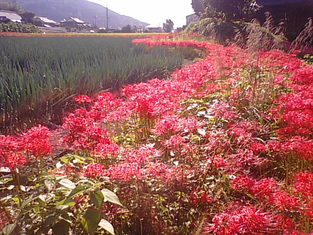 西条市の半田古墳塚南側の彼岸花と長ネギ畑_f0231709_16133950.jpg