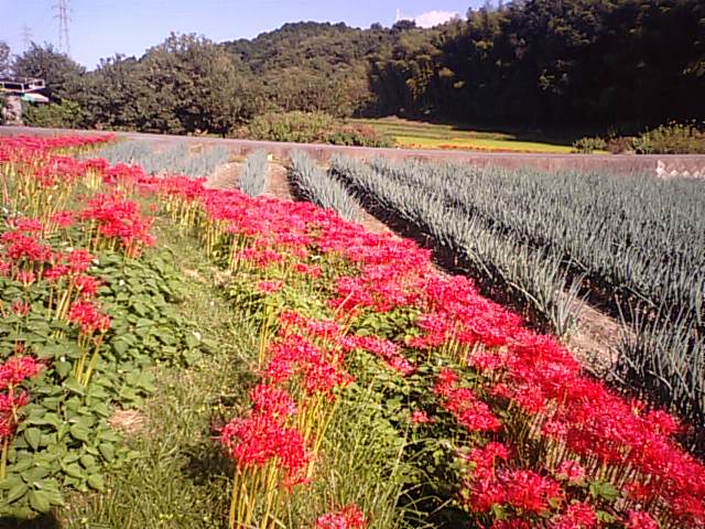 西条市の半田古墳塚南側の彼岸花と長ネギ畑_f0231709_16252425.jpg