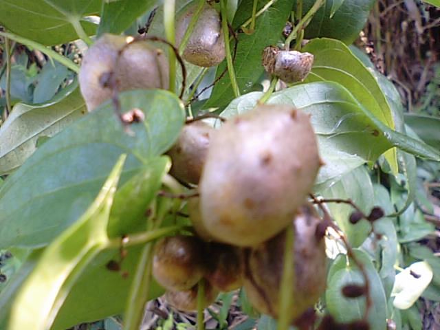 山芋蔓に「むかご」と「むかごのご飯」･･･2013/9/3_f0231709_17191989.jpg