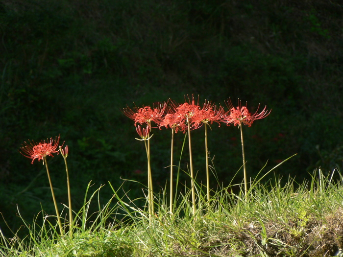 f0219710_8115266.jpg