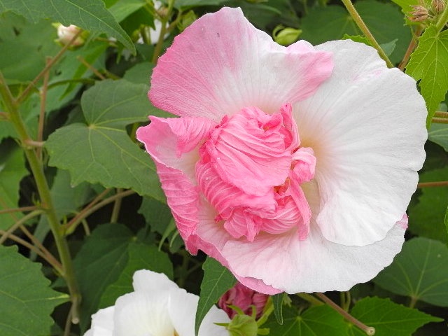 c0248013_14545061.jpg
