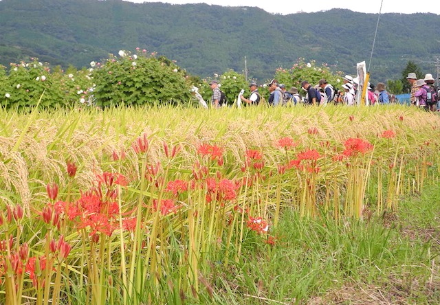 酔芙蓉と彼岸花_c0248013_15145677.jpg