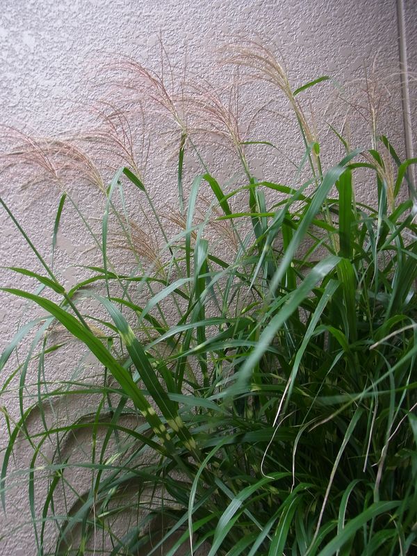 いきなりの「秋深し」_c0025115_19315811.jpg