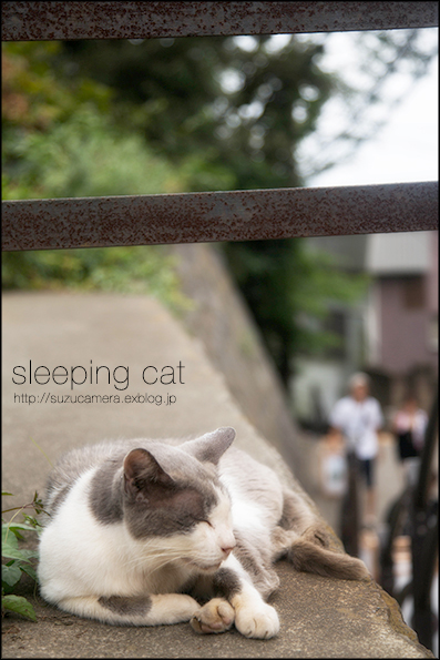 マイペースな眠り猫_f0100215_0213026.jpg