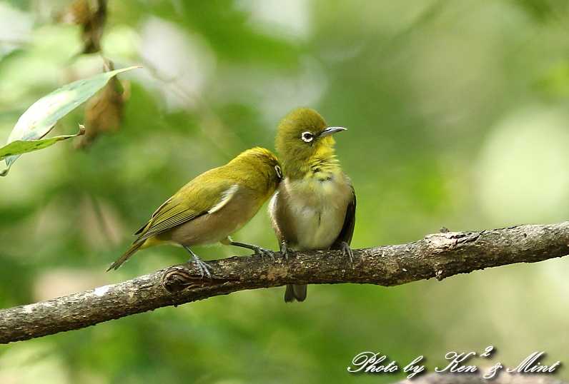 仲睦まじい 「メジロ」さん夫婦♪ : ケンケン＆ミントの鳥撮りLifeⅡ