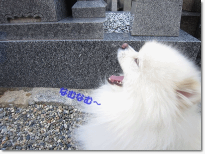 b0167519_1056541.gif