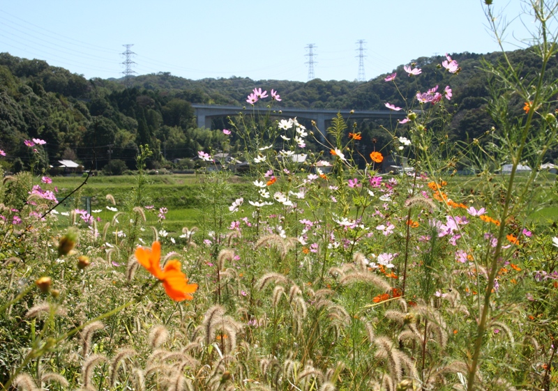 岩屋堂散歩道ーコスモスからヒガンバナへー_d0181824_14295597.jpg