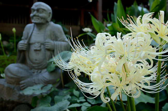 香林寺　白い彼岸花（ヒガンバナ）_e0055138_12421872.jpg