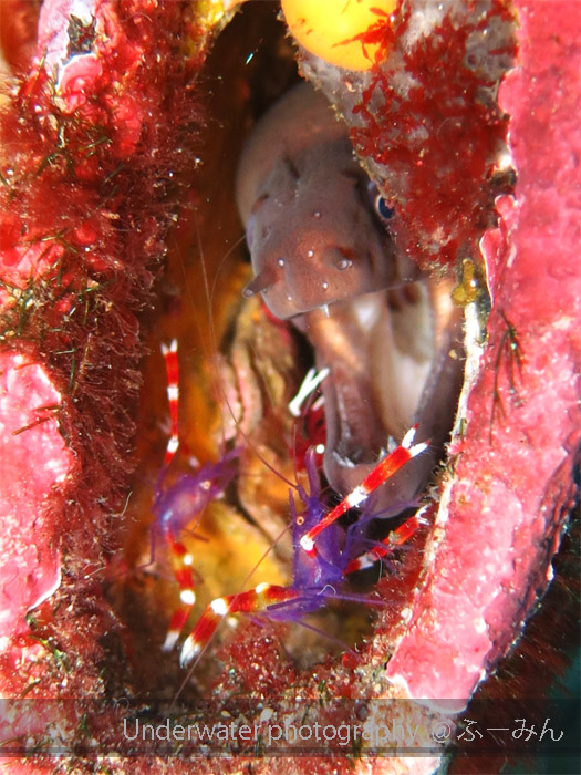 紅白のハダカハオコゼ!_b0186442_2253241.jpg