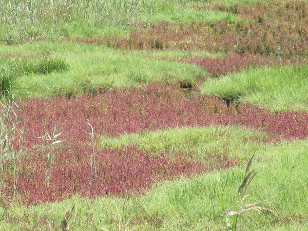 北海道９日間③　サロマ湖のサンゴソウ_f0066555_16241385.jpg