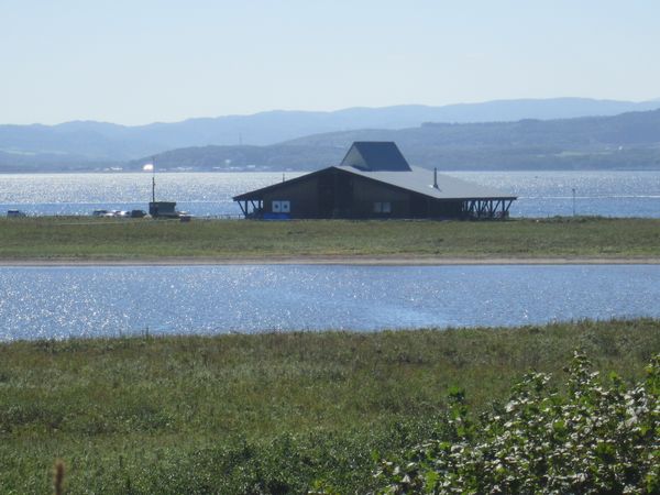 北海道９日間③　サロマ湖のサンゴソウ_f0066555_16483469.jpg