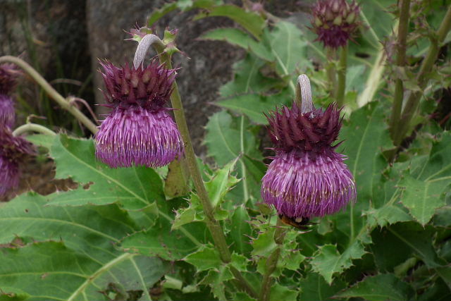 秋の六甲高山植物園－４_a0030958_2148954.jpg