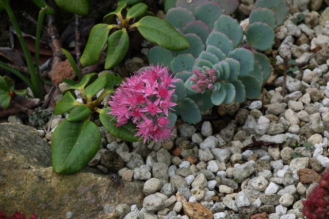 秋の六甲高山植物園－４_a0030958_21493833.jpg