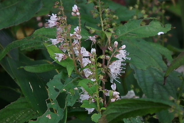 秋の六甲高山植物園－４_a0030958_2151748.jpg