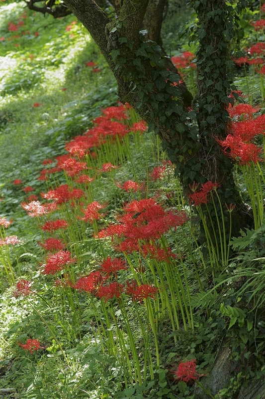 b0198768_2271587.jpg