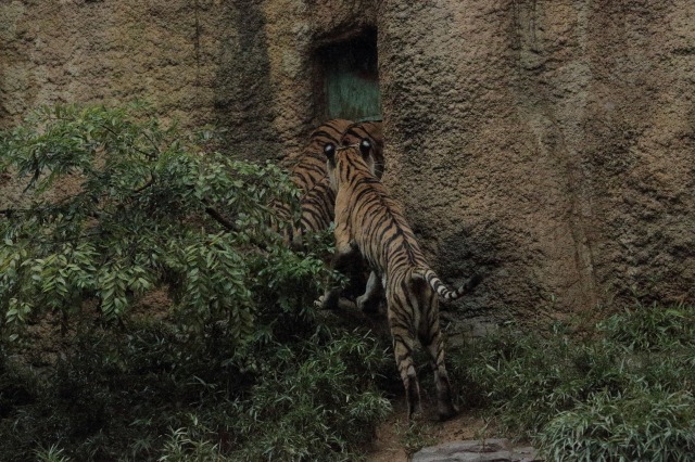 a0188771_23235577.jpg