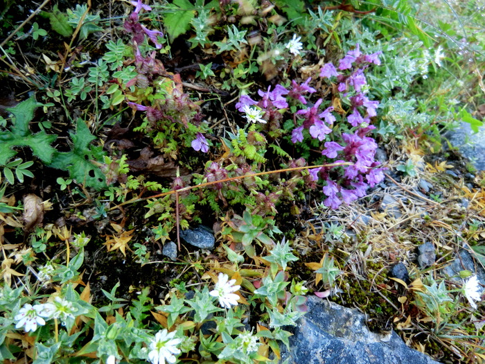 b0185573_910526.jpg
