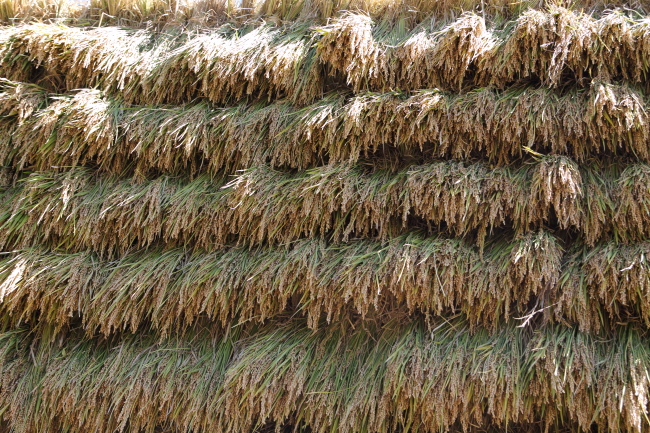 c0054876_1735519.jpg