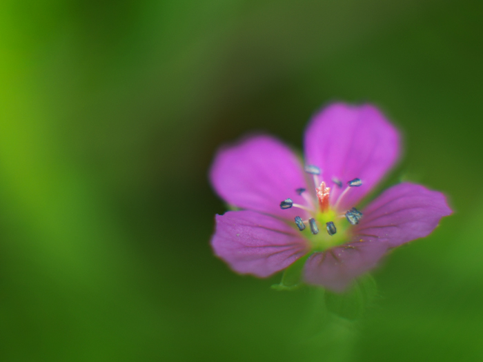 気分転換♪_a0161380_5225230.jpg