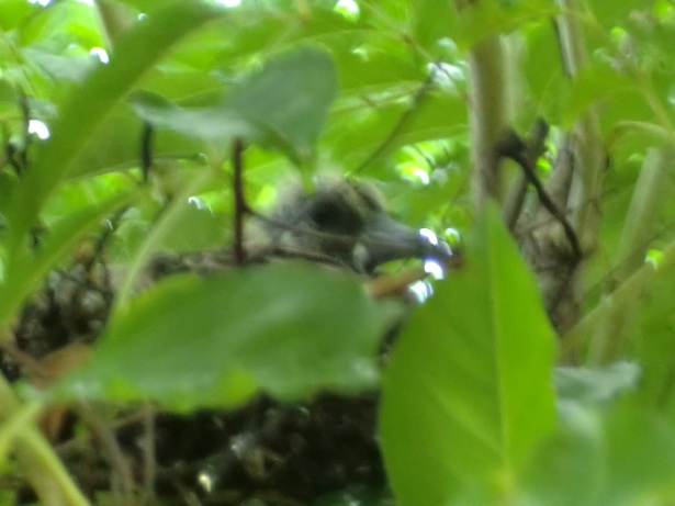 f0172281_14505980.jpg