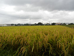 9月27日の田んぼ(上目黒小・枝野小)_d0247484_15262418.jpg