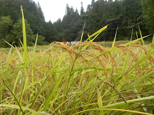 9月27日の田んぼ(月光原小・西根小)_d0247484_15545063.jpg