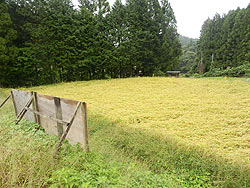 ９月２７日の田んぼ（月光原小・西根小）_d0247484_15554014.jpg